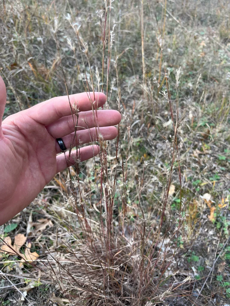 Schizachyrium scoparium