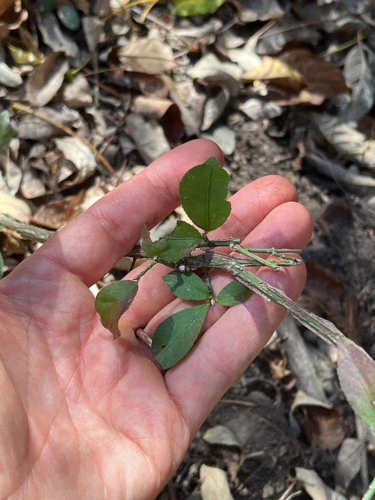 Euonymus Alatus