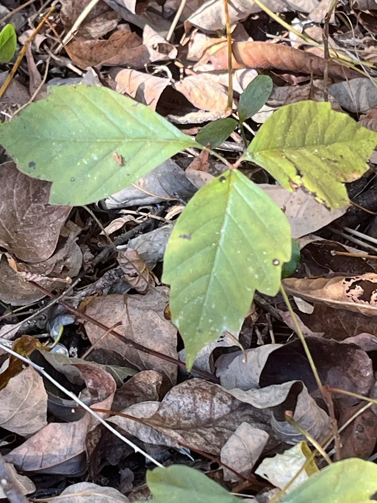 Toxicodendron Radicans