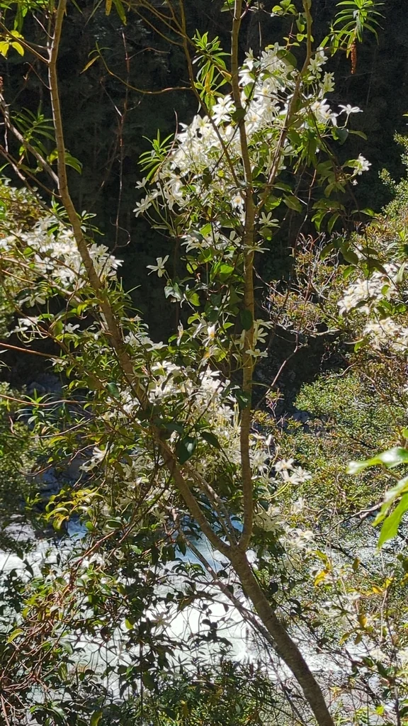 Clematis Paniculata