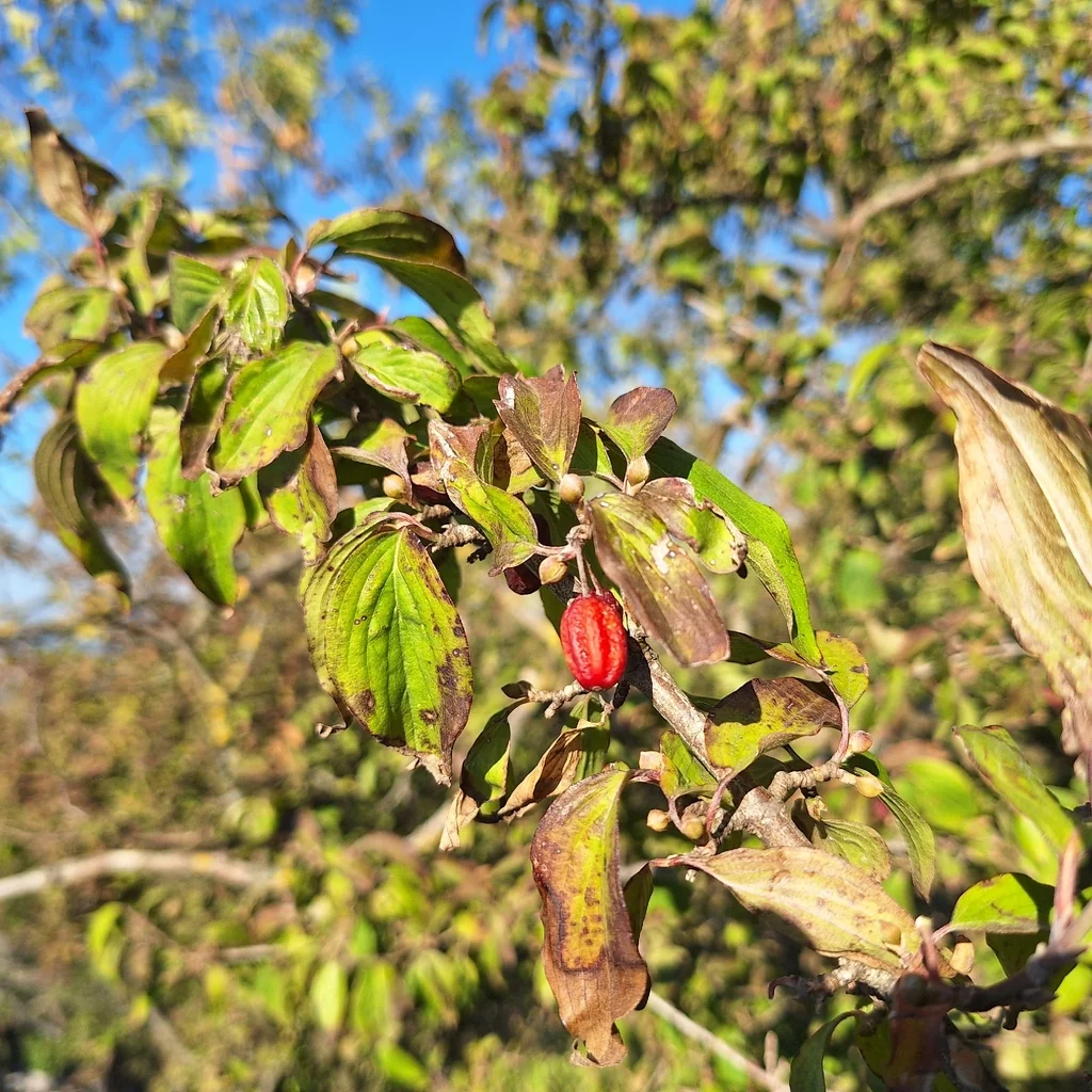Cornus Mas