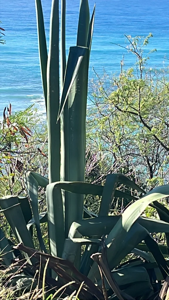 Agave Sisalana
