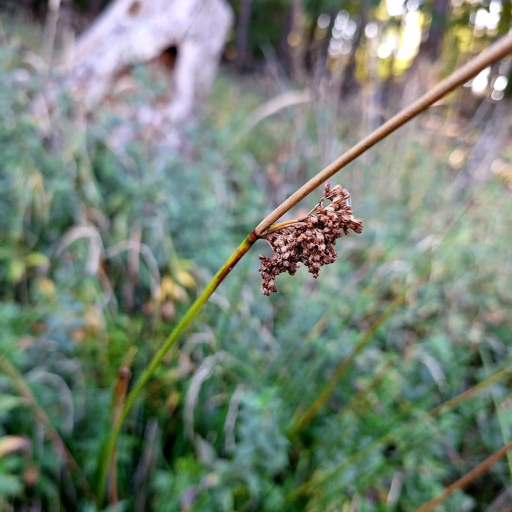 Juncus effusus