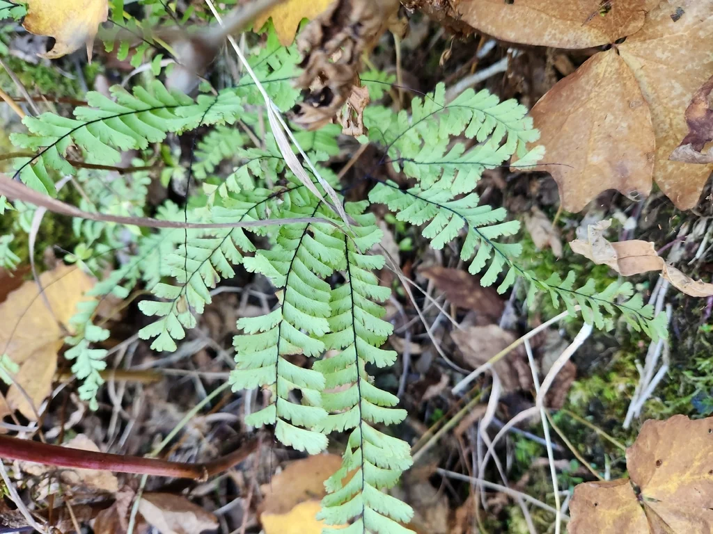 Adiantum Aleuticum
