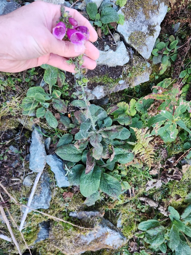 Digitalis Purpurea