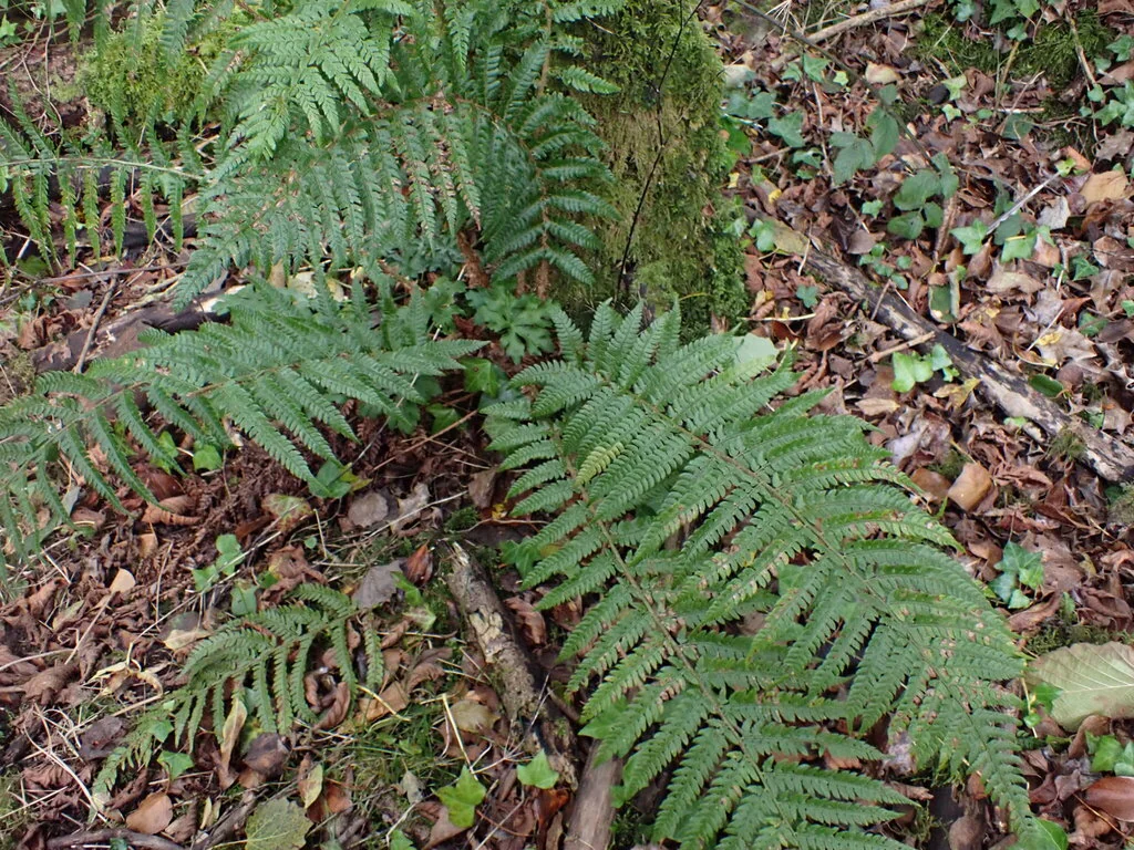 Polystichum Setiferum