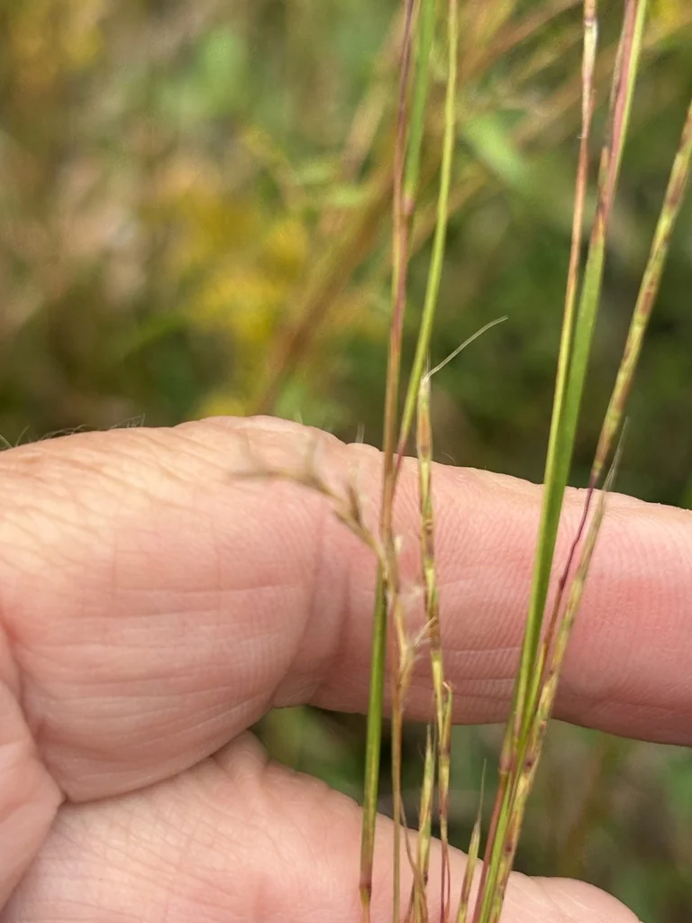 Schizachyrium scoparium