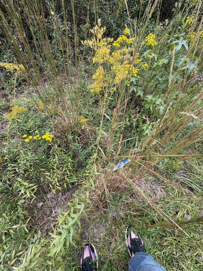 Solidago Odora