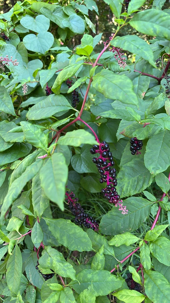 Phytolacca Americana