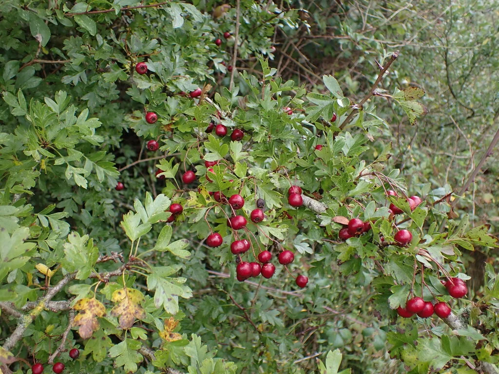 Crataegus Monogyna