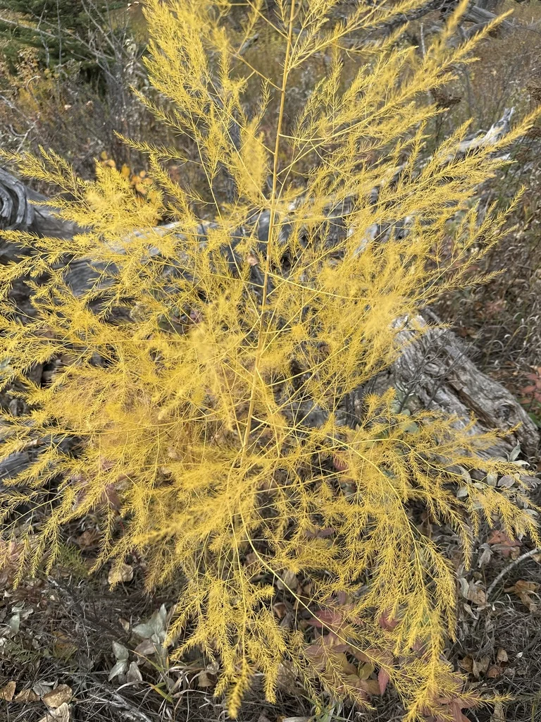 Asparagus Officinalis