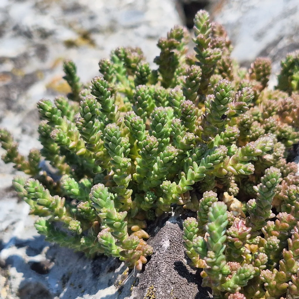 Sedum Acre