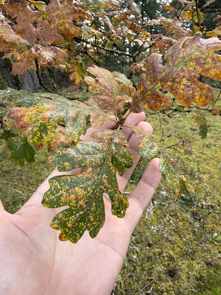 Quercus Garryana