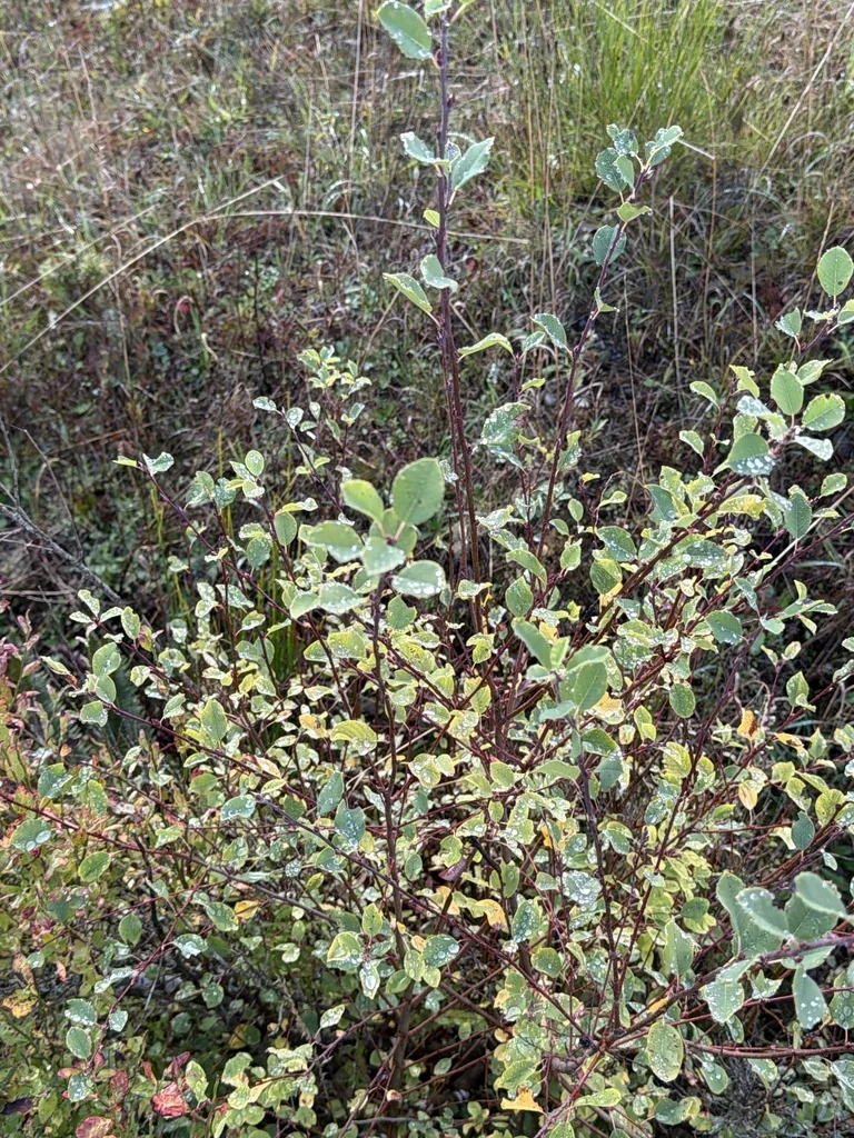 Amelanchier Alnifolia