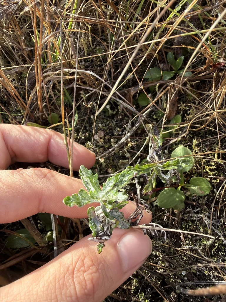 Eriophyllum Lanatum
