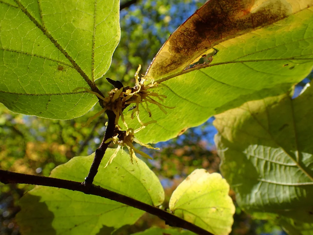 Hamamelis Virginiana