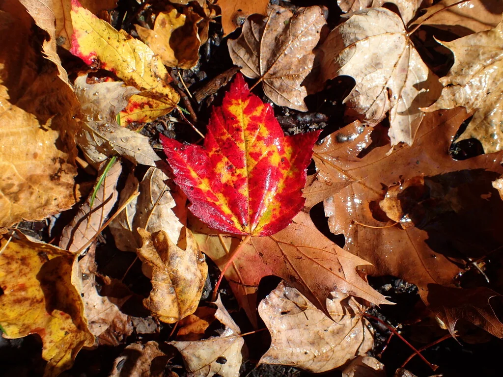 Acer Rubrum