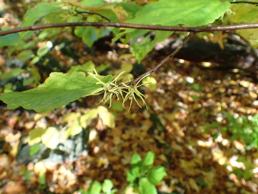 Hamamelis Virginiana