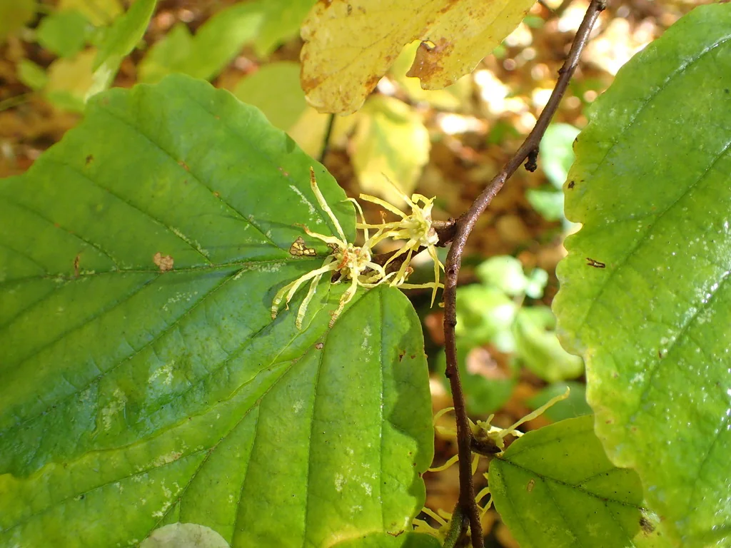 Hamamelis Virginiana