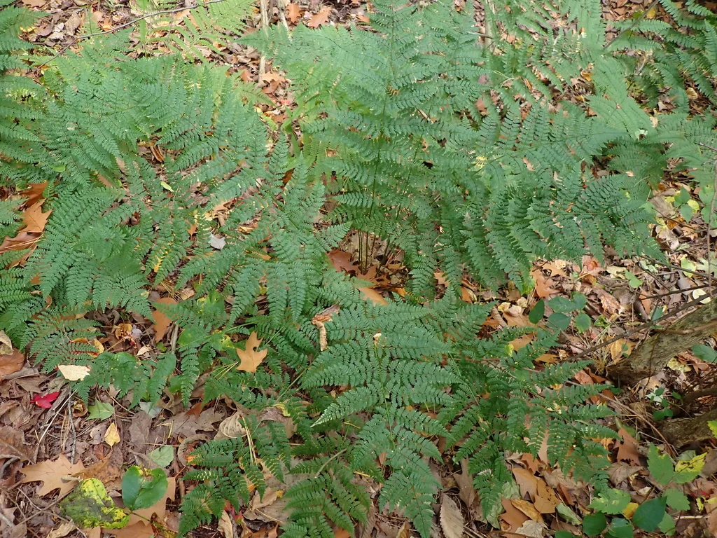 Dryopteris Intermedia