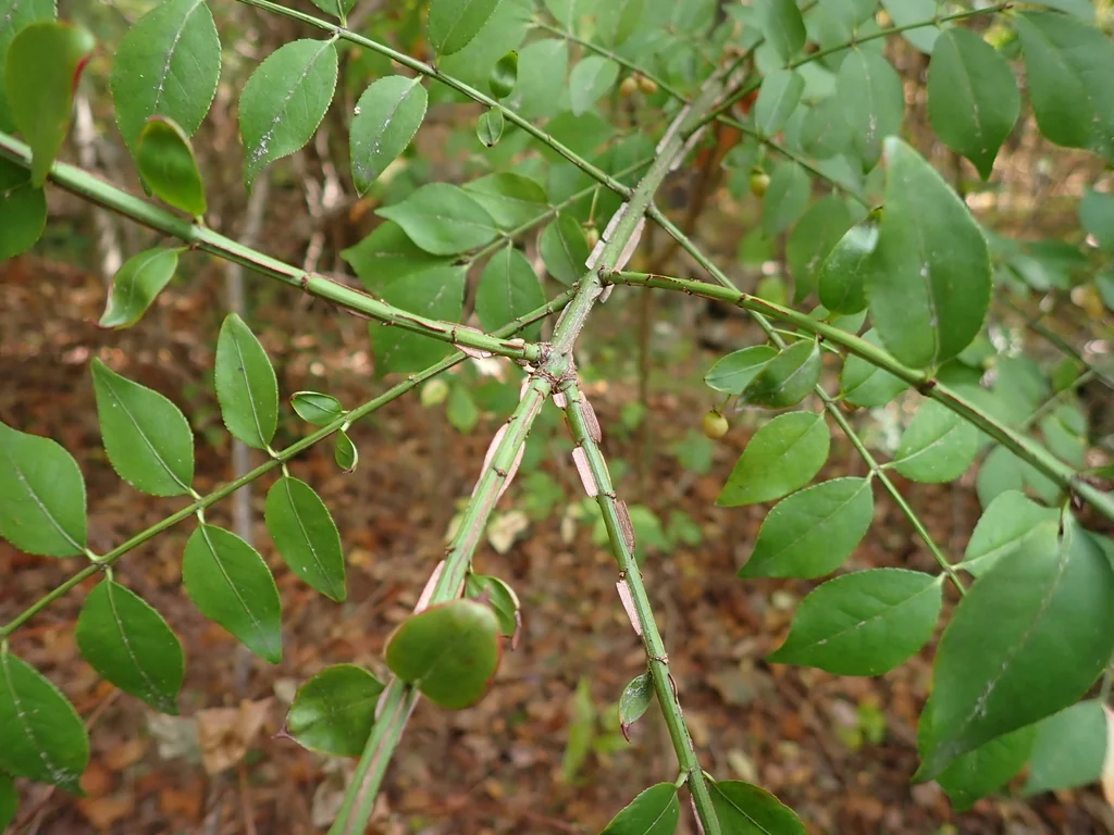 Euonymus Alatus