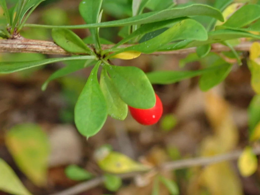 Berberis Thunbergii