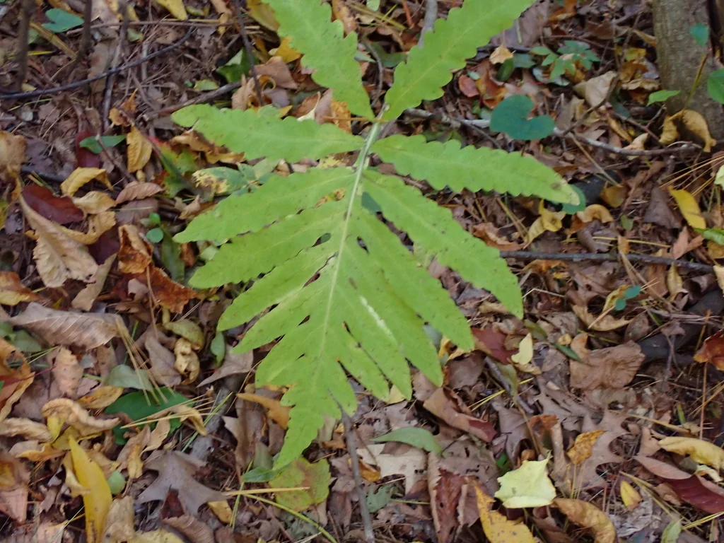Onoclea Sensibilis
