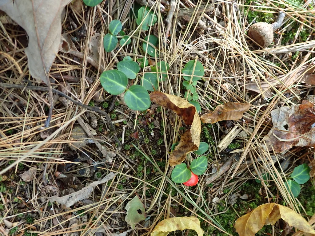 Mitchella Repens