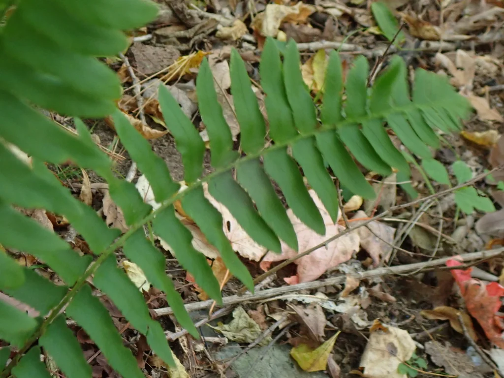 Polystichum Acrostichoides