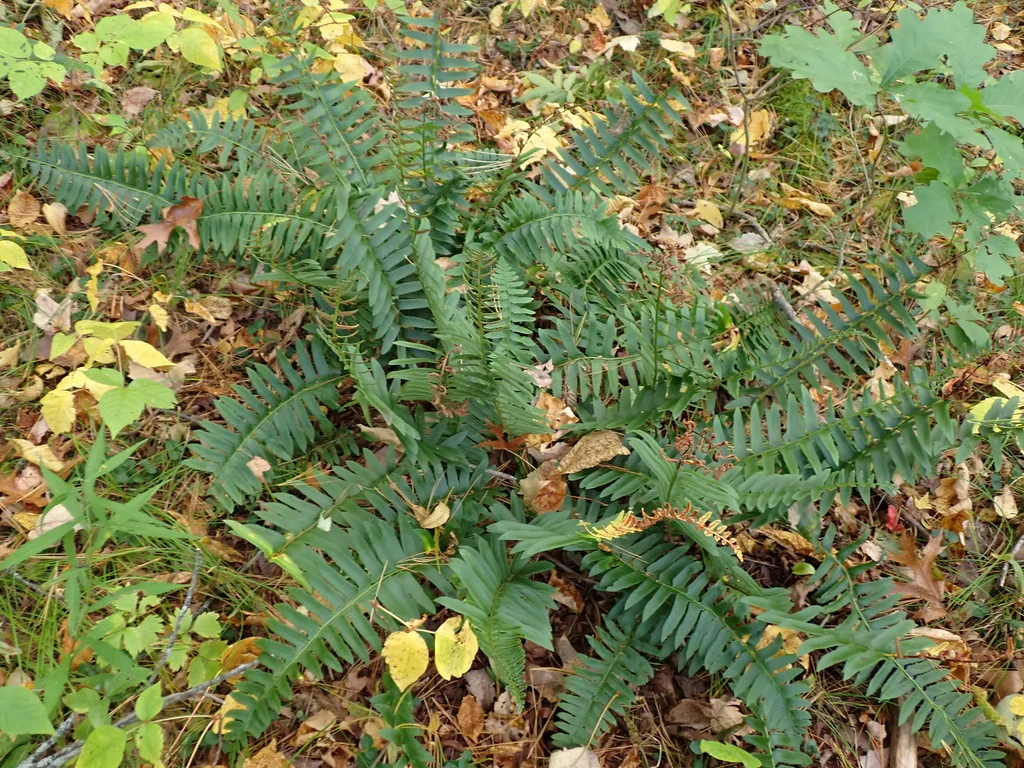 Polystichum Acrostichoides