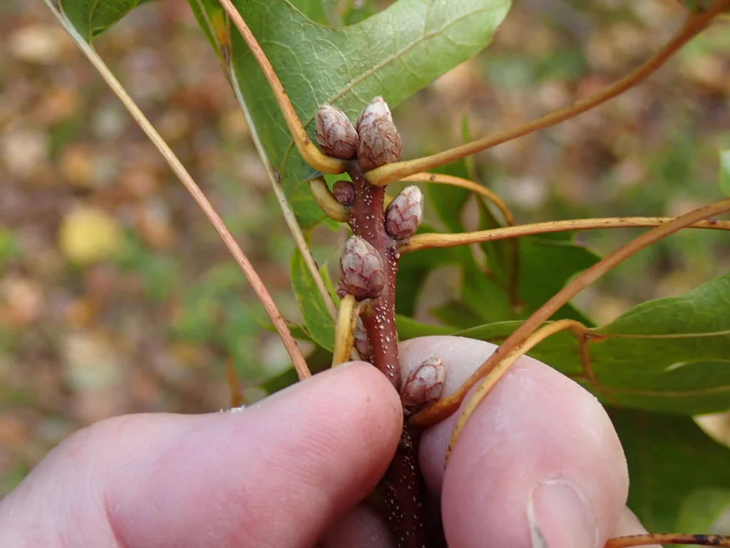 Quercus Coccinea