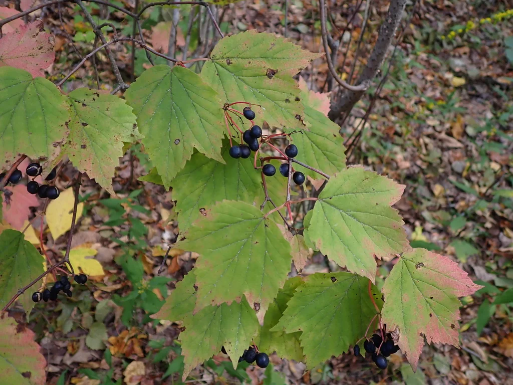 Viburnum Acerifolium