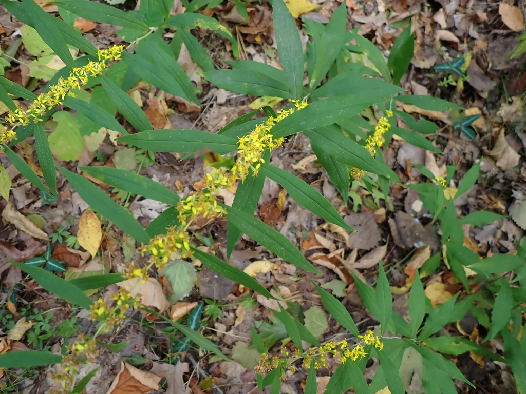 Solidago Caesia