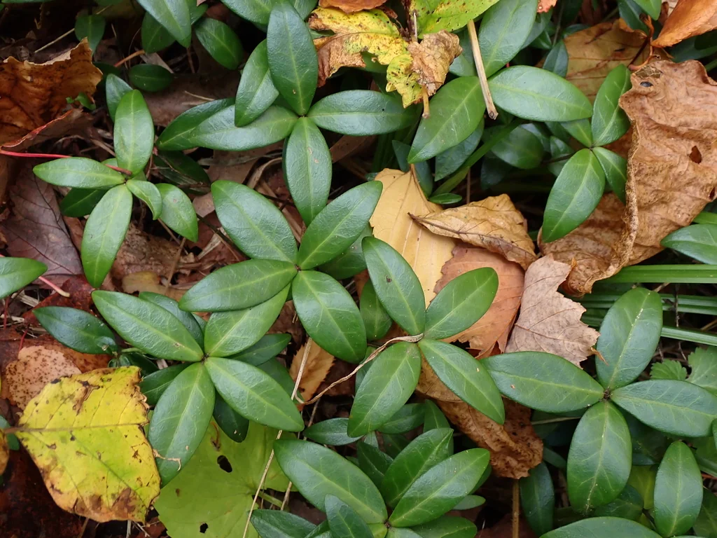 Vinca Minor