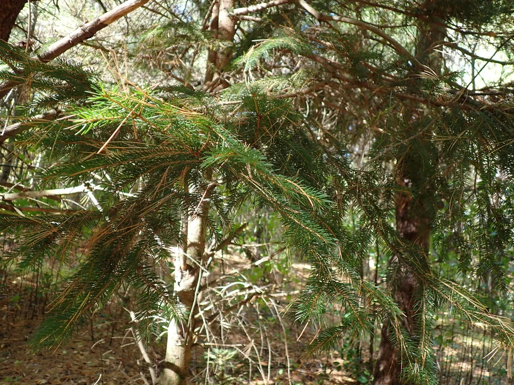 Picea Abies