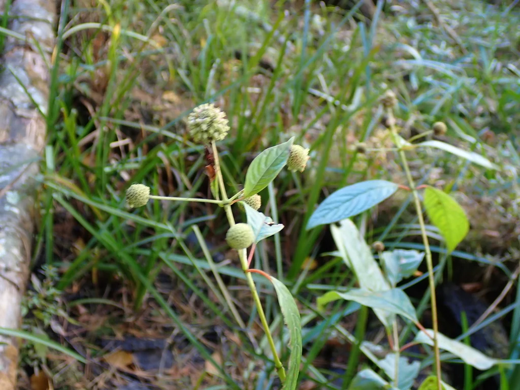 Cephalanthus Occidentalis