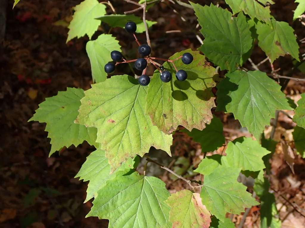 Viburnum Acerifolium