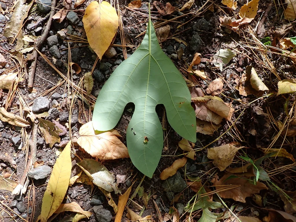 Sassafras Albidum