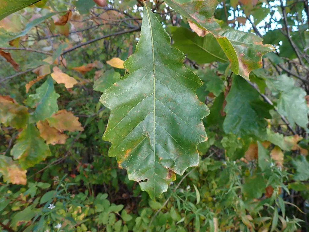 Quercus Lyrata