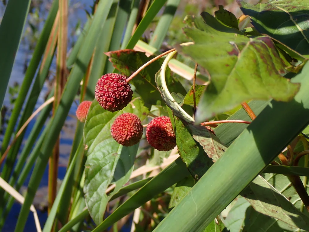 Cephalanthus Occidentalis
