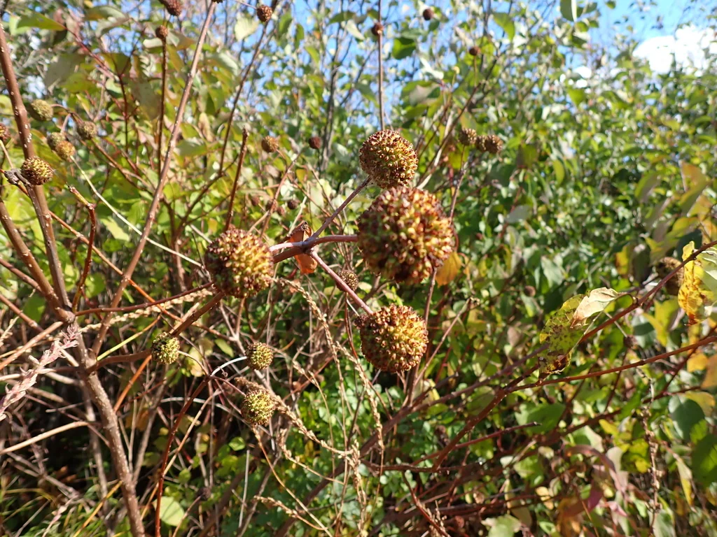 Cephalanthus Occidentalis