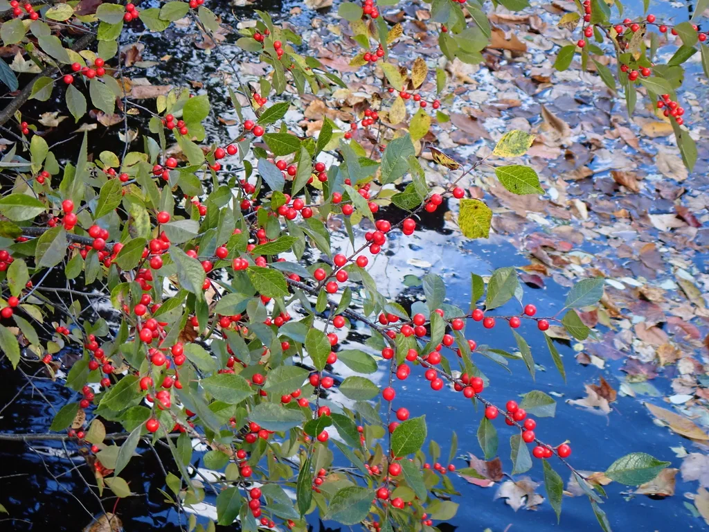 Ilex verticillata