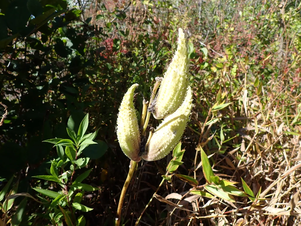 Asclepias Syriaca