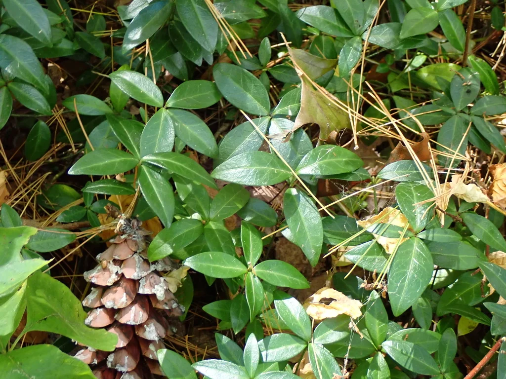 Vinca Minor