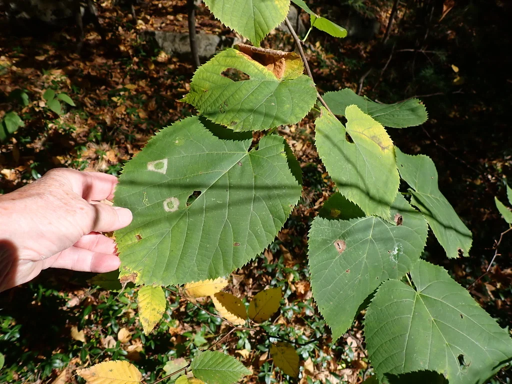 Tilia Americana