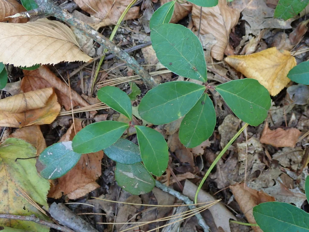Gaultheria Procumbens