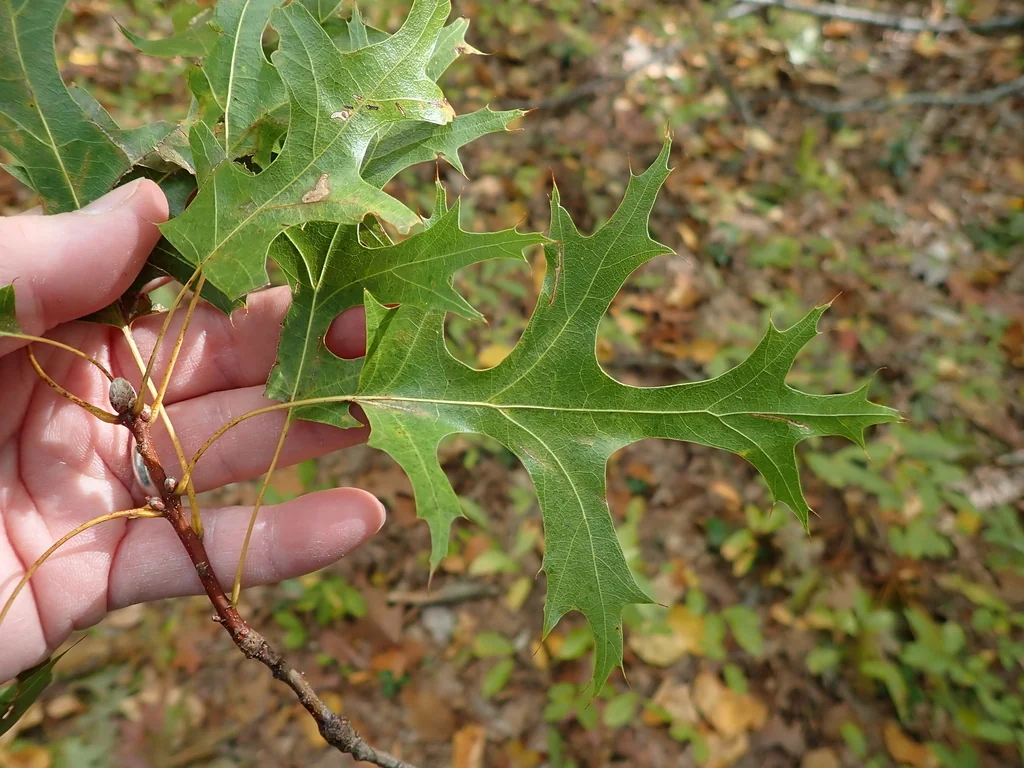 Quercus Coccinea