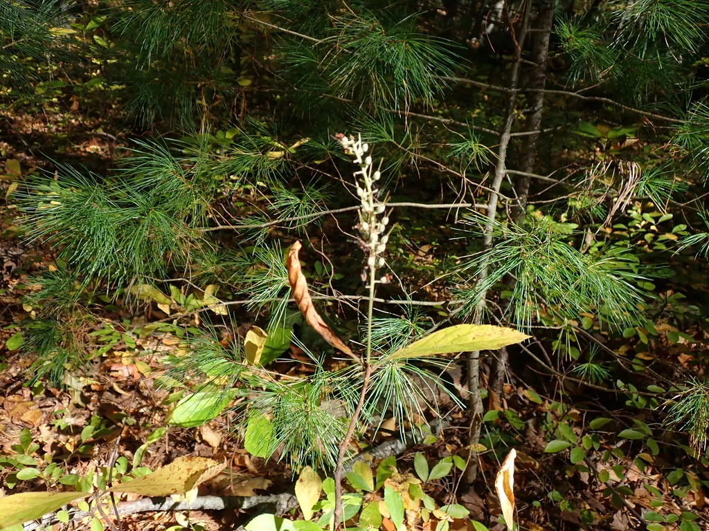Clethra Alnifolia