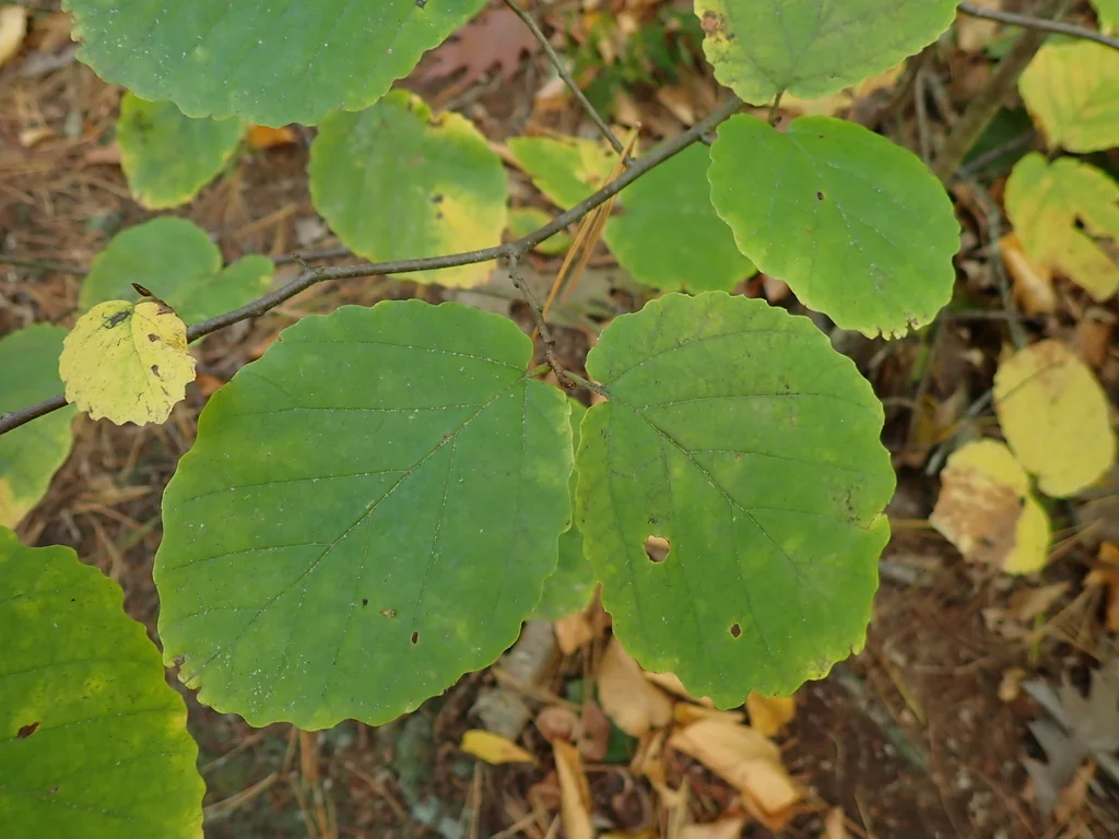 Hamamelis Virginiana