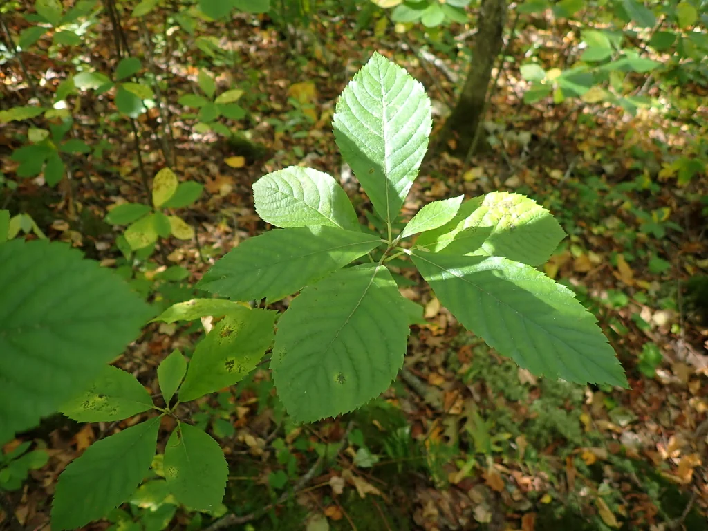 Clethra Alnifolia